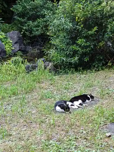 白金氷川神社の動物
