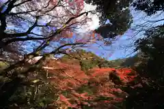 鰐淵寺の自然