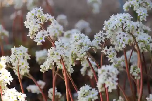 大鏑神社の自然