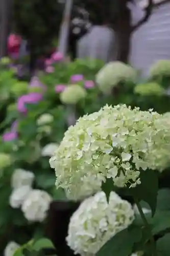 白山神社(東京都)