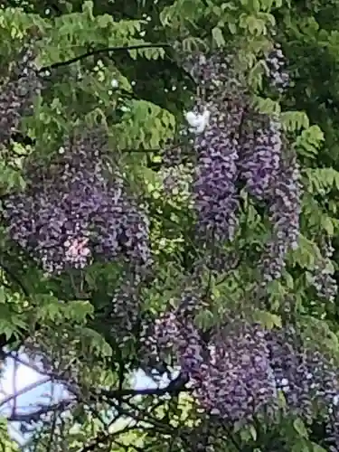 糀谷八幡宮の自然