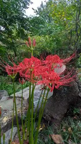 平野神社(京都府)