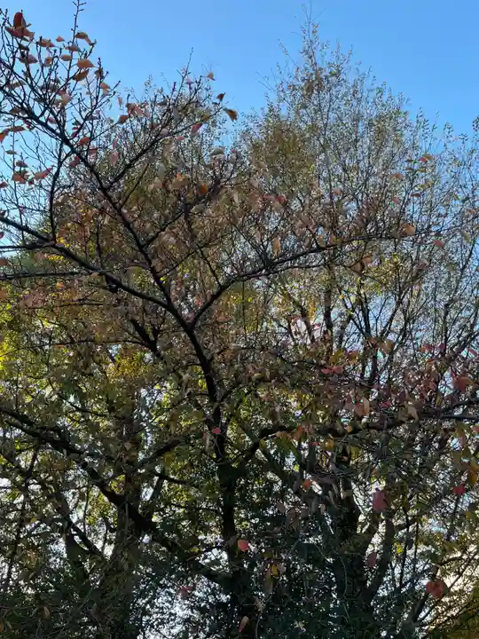 桜神宮(東京都)