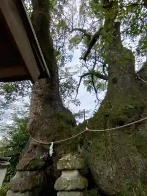 藤白神社の{uncategorized: "未分類", other: "その他", undefined: "問題あり", building: "その他建物", grave: "お墓", sacred_gate: "鳥居", guardian: "狛犬", statue: "像", buddha: "仏像", history: "歴史", nature: "自然", garden: "庭園", animal: "動物", pagoda: "塔", temizu: "手水舎", mountain_gate: "山門・神門", sanctuary: "本殿・本堂", subordinate: "末社・摂社", art: "芸術", scenery: "景色", jizo: "地蔵", ema: "絵馬", goshuin: "御朱印", omikuji: "おみくじ", items: "授与品その他", amulet: "お守り", goshuincho: "御朱印帳", eats: "食事", festival: "お祭り", votive_dance: "神楽", shichigosan: "七五三参", wedding: "結婚式", experience: "体験その他", initially: "初詣", around: "周辺", anti_infection: "感染症対策"}