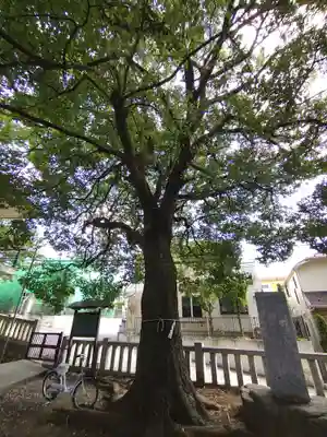 小金八坂神社(千葉県)