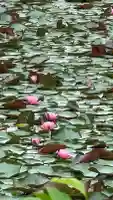 大池寺(滋賀県)