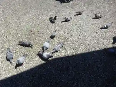 今市報徳二宮神社の動物