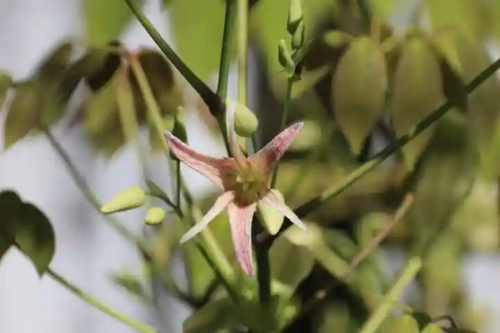 開成山大神宮の自然