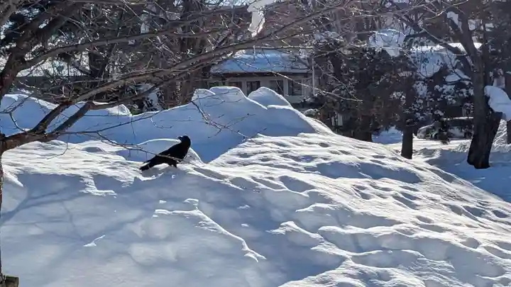 旭川別院の動物