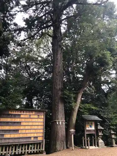 往馬坐伊古麻都比古神社の自然