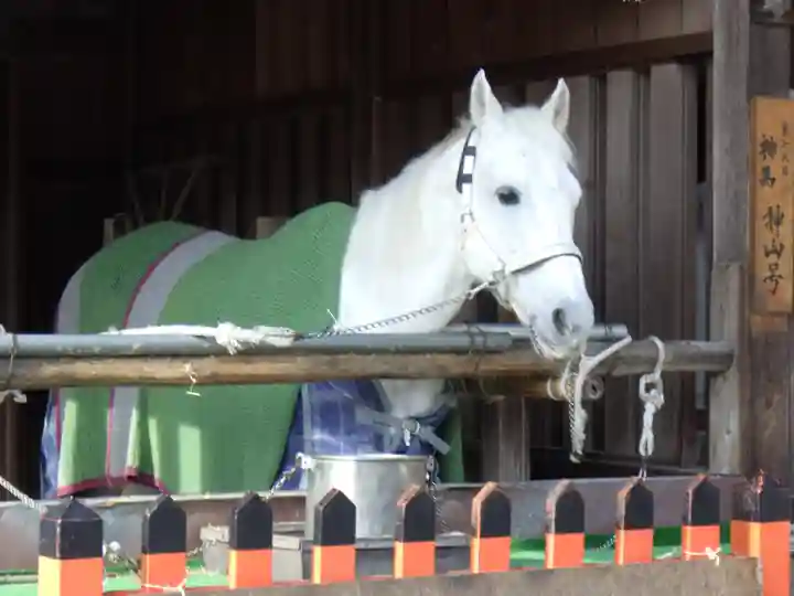 賀茂別雷神社(上賀茂神社)の動物