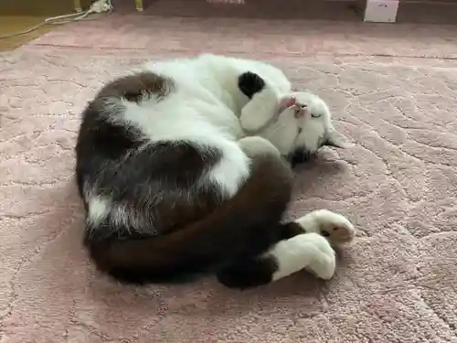 一心寺・一心禅寺の動物