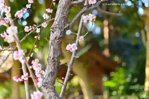 常陸第三宮　吉田神社(茨城県)
