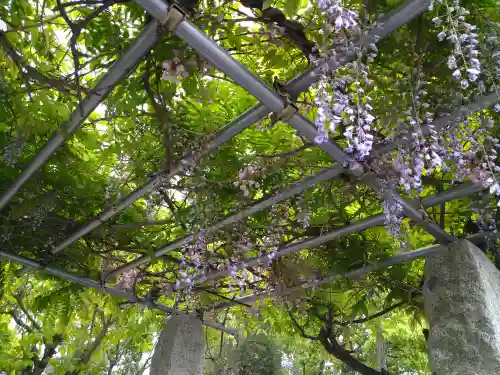 藤田神社[旧児島湾神社]の自然