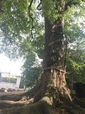 丹比神社の自然