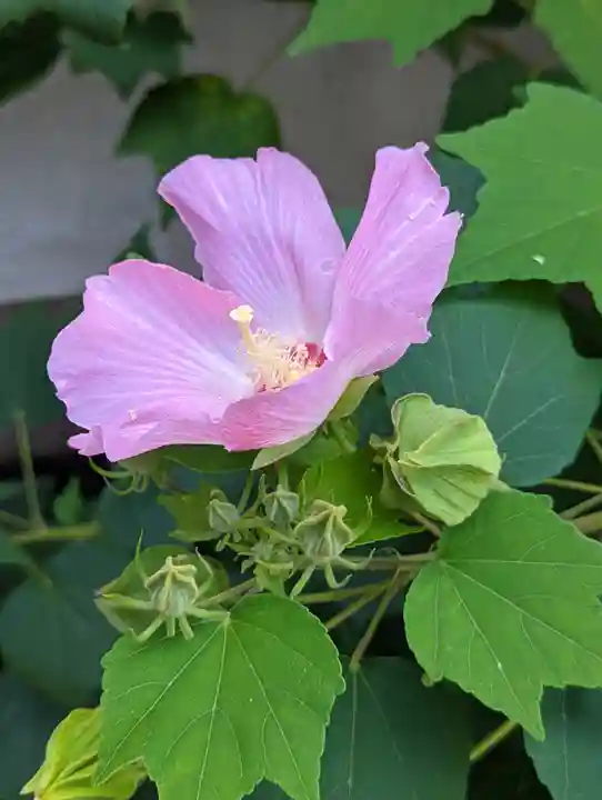 勝巖院(京都府)