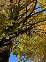 田無神社の自然