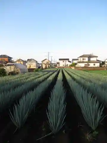 尾崎天神宮(千葉県)