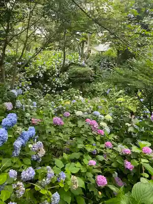 矢田寺(奈良県)