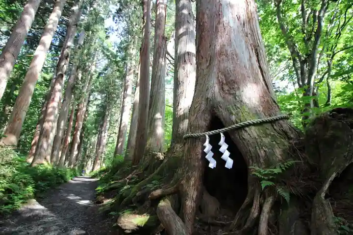 戸隠神社奥社の自然