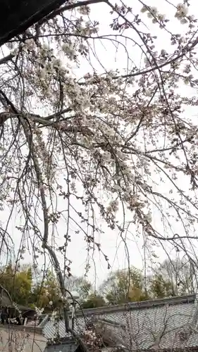 平野神社(京都府)