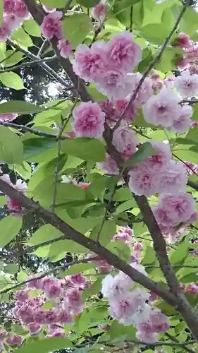阿佐ヶ谷神明宮(東京都)