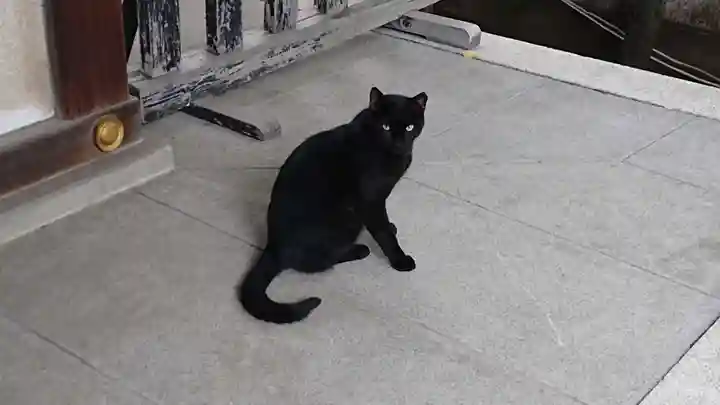 牛天神北野神社の動物