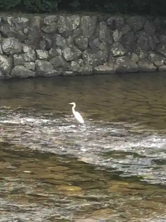 伊勢神宮内宮(皇大神宮)の動物