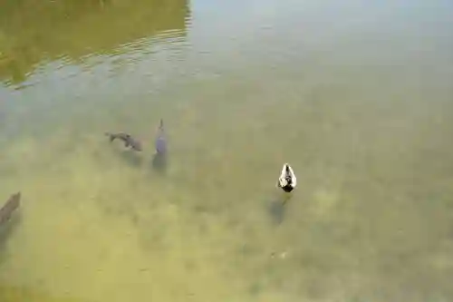 平安神宮の動物