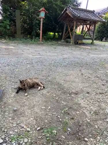 網戸神社の動物