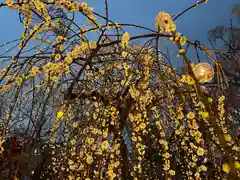 北野天満宮の自然