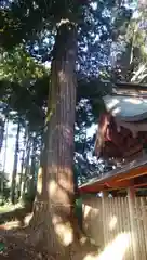 春日神社の自然