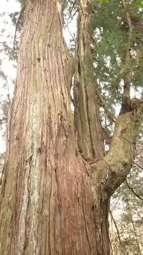  大岩山 最勝寺の自然