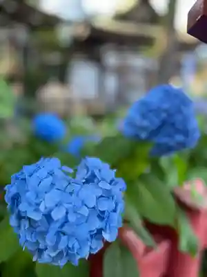 川越八幡宮(埼玉県)