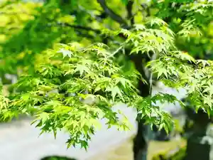 伊勢の国 四天王寺の自然(2022年04月11日(月) 12時19分00秒投稿)