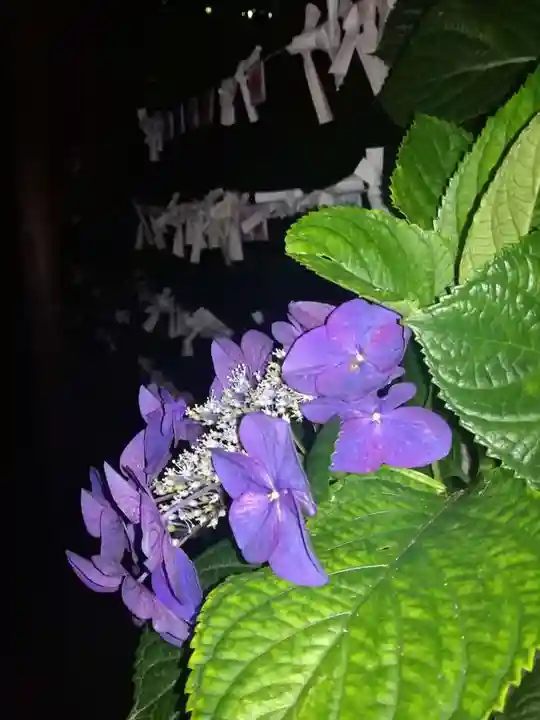 楽法寺(雨引観音)の自然