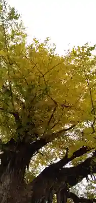 國分寺（国分寺）の自然