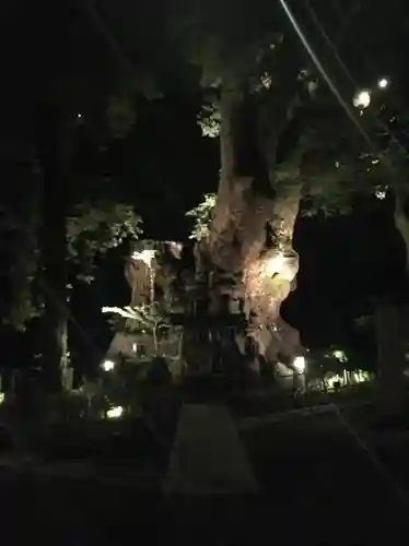 來宮神社の自然