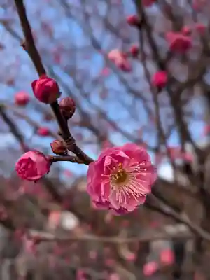 成願寺(東京都)