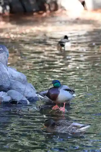 武蔵一宮氷川神社(埼玉県)