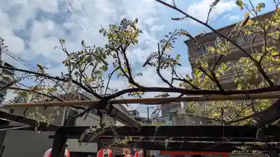 藤之宮 春日神社(野田の藤跡)(大阪府)