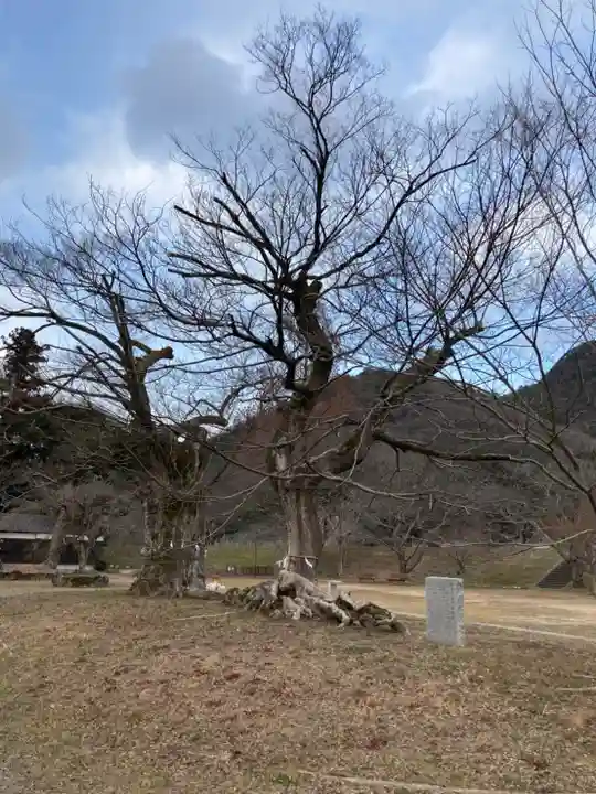 新宮八幡神社の自然