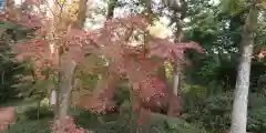 賀茂御祖神社（下鴨神社）の自然