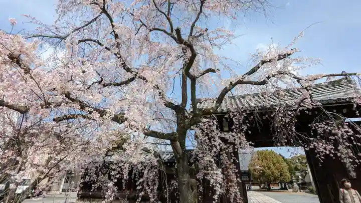 妙覺寺(妙覚寺)(京都府)
