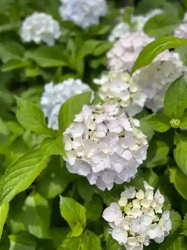 御霊神社の自然