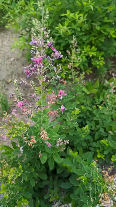 常林寺(京都府)