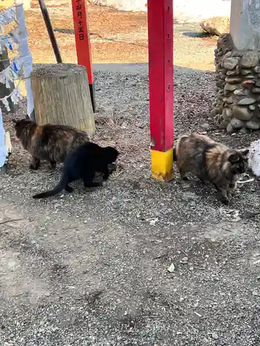 鶴田八幡宮の動物