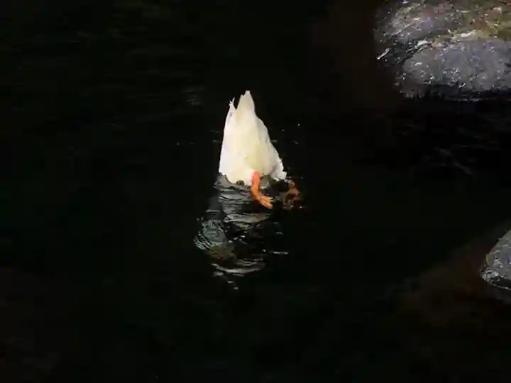 玉簾神社の動物