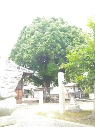 山王春日神社の自然
