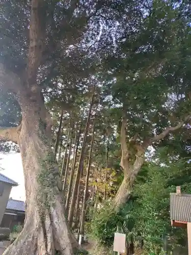 繁昌鹿嶋神社の自然